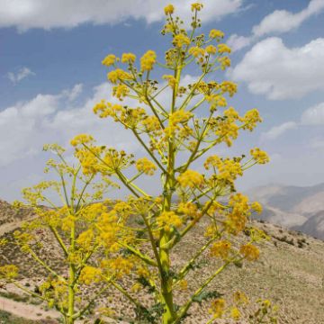 تصویر  باریجه