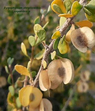 تصویر  قيچ (با بال)