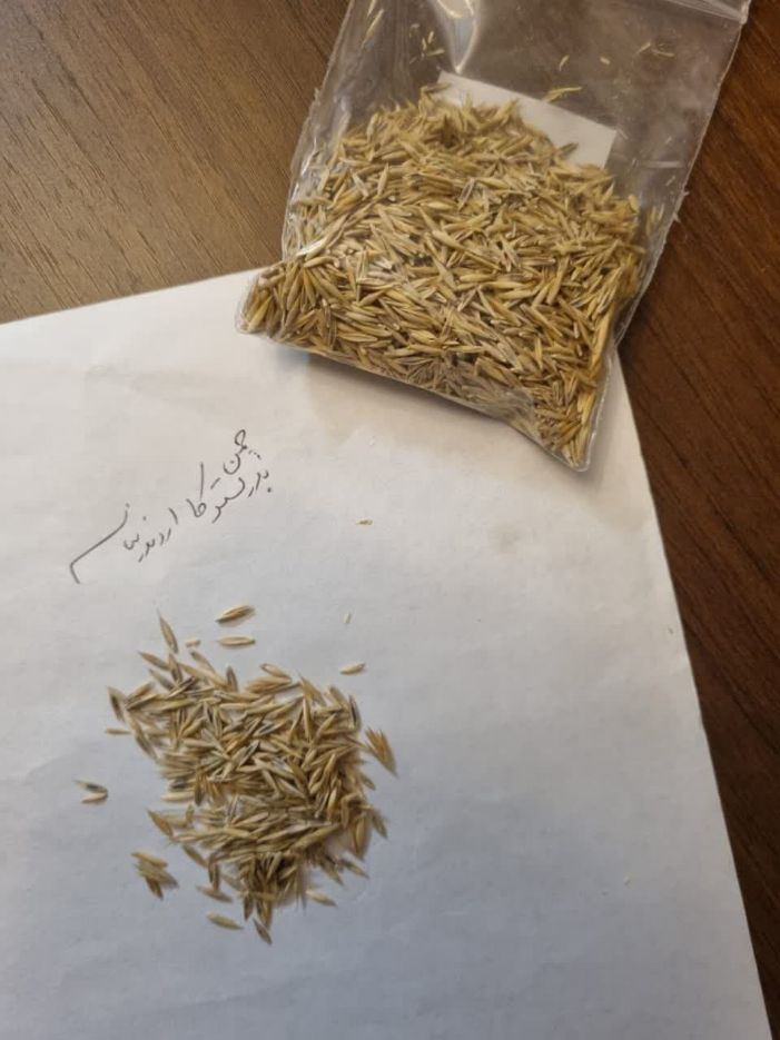 چمن ایرانی فستوکا را از پاکان بذر بخواهید